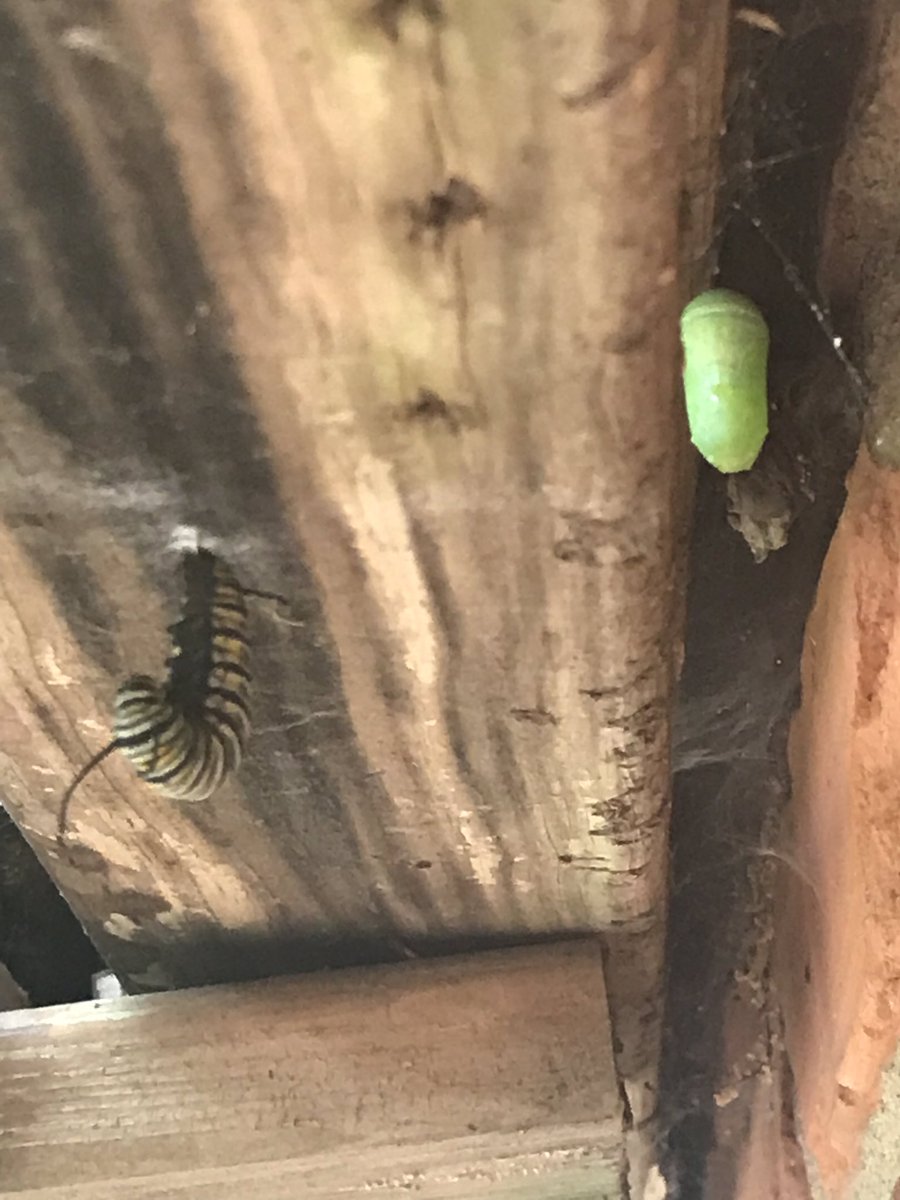 ScientificMayhm's tweet photo. What fun to watch this bumper crop of monarchs this week! #monarchbutterfly #backyardscience https://t.co/jiZU0bJqpU