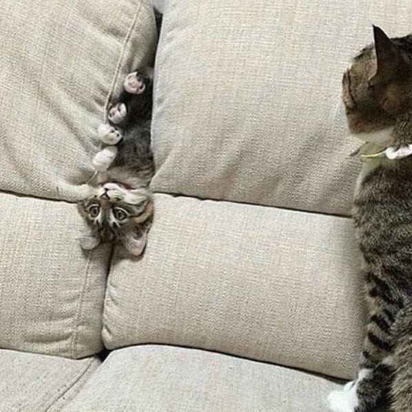 Welovekitten2's tweet photo. What's going on here? #cute #kitten #kitty #hilarious https://t.co/2FKCrP0YQX