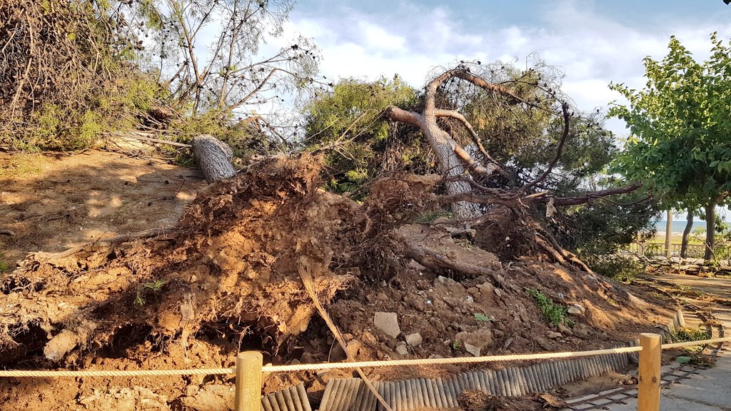 campajr's tweet photo. Desolació entre els veïns per els més de 100 arbres caiguts aquesta matinada a Vilanova i la Geltrú a causa de la forta tempesta. El parc de Ribes Roges un dels més afectats. https://t.co/KJWNQcGjFz