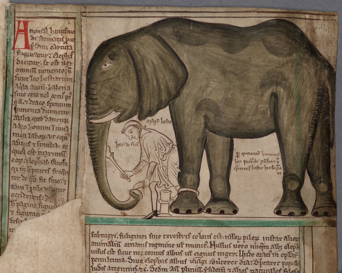 ParkerLibCCCC's tweet photo. 🐘 Happy #WorldElephantDay2019 from the pride of the Parker Pachyderms!
(happy herd from #marvelousmss #CCCC16i, #CCCC16ii, #CCCC22 & #CCCC53)
#MedievalTwitter #Parker #CorpusChristi #Cambridge #Elephants #Bestiary #Chronicle #MatthewParis https://t.co/QgTU1Kvnvg