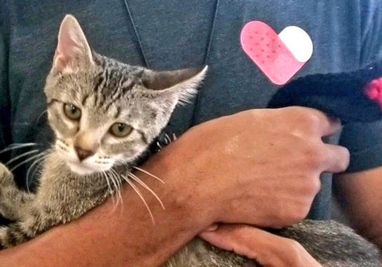 kittybungalow's tweet photo. Adoptions = Rescues! #Inglewood, #Dora, #Spike and #Downey graduated 🎓into their #foreverhomes 🏡 last weekend, so we were able to enroll two litters of students, including #Ram & #Charger who were trapped at the #LosAngelesColiseum, in classes at the Charm School on #Caturday❤ https://t.co/0FOPCe2XRo