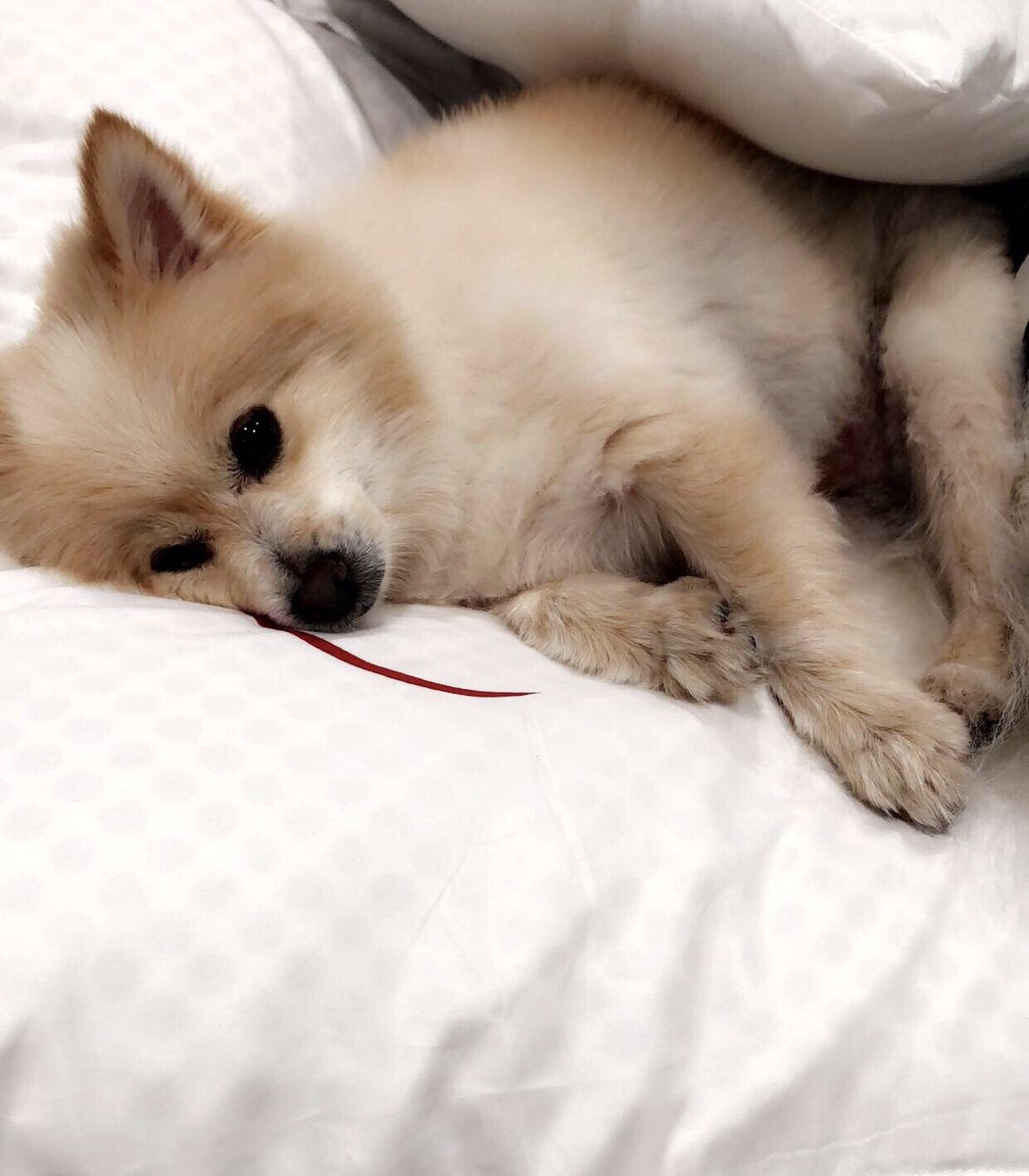seraaintablian's tweet photo. guys if anyone lives in Pasadena and has seen a white/cream colored pomeranian pls lmk i lost my puppy last night. his names booboo! he’s wearing a red/blue collar with a bow tie on it. ty💗💕💖 https://t.co/kgSneul5rt