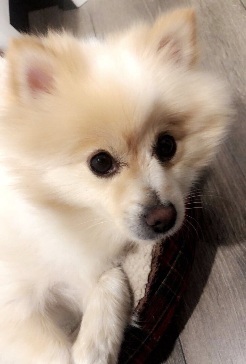 seraaintablian's tweet photo. guys if anyone lives in Pasadena and has seen a white/cream colored pomeranian pls lmk i lost my puppy last night. his names booboo! he’s wearing a red/blue collar with a bow tie on it. ty💗💕💖 https://t.co/kgSneul5rt