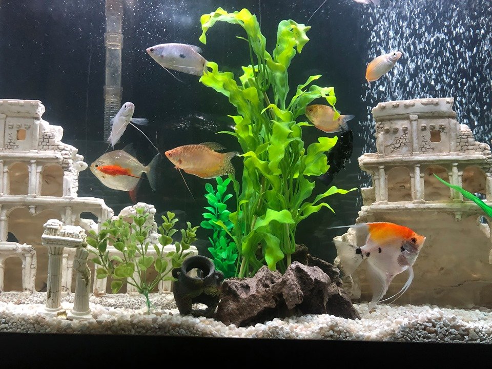 TimMark11882020's tweet photo. Another shot of the whole 45 gallon tank after a water change. #aquarium #personaltank #waterchange #happyfish #silverdollar #redhooksilverdollar #gourami #goldgourami #spottedgourami #angelfish #freshwater #itsnotahobbyitsalifestyle photo credit @dcountryman20 https://t.co/RRaH8fsexb