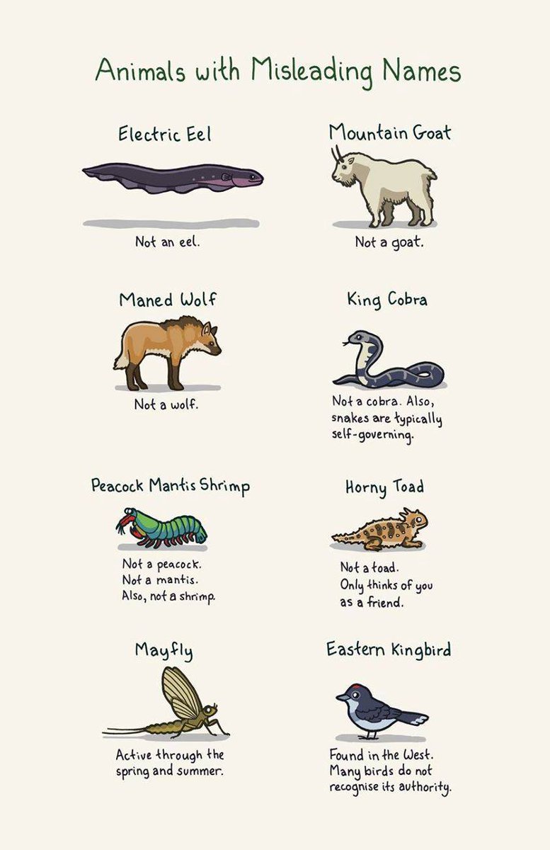MatinNusrat's tweet photo. Mountain goats are not goats!! GASP! #DrBondar #MisleadingAnimalNames https://t.co/1HgQQvE974