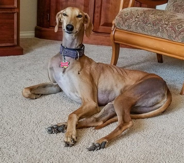 GaltxOrg's tweet image. 🍗Wylie's face says it all. His entitlements are overdue. 🐾 #hounds #greyhounds