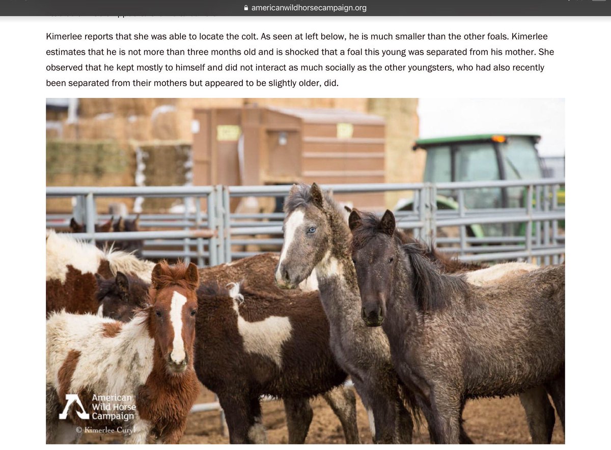 CeciliaCmaida's tweet photo. @EkbMary @BLMWHB @senjudiciary @JudiciaryDems @SenKamalaHarris @CoryBooker @amyklobuchar @SenWarren @MSNBC @MPRnews @WCCO @StarTribune I called my Senators Feinstein &amp; Harris &amp; Rep Tom McClintock today demanding NO PATH FORWARD &amp; wild horses remain on their lands &amp; CEASE &amp; DESIST of round ups! RT HASHTAG!
#CALLREPSFORWILDHORSES 
#SaveWildHorses 
#NoPathForward https://t.co/ieCJKy33QH