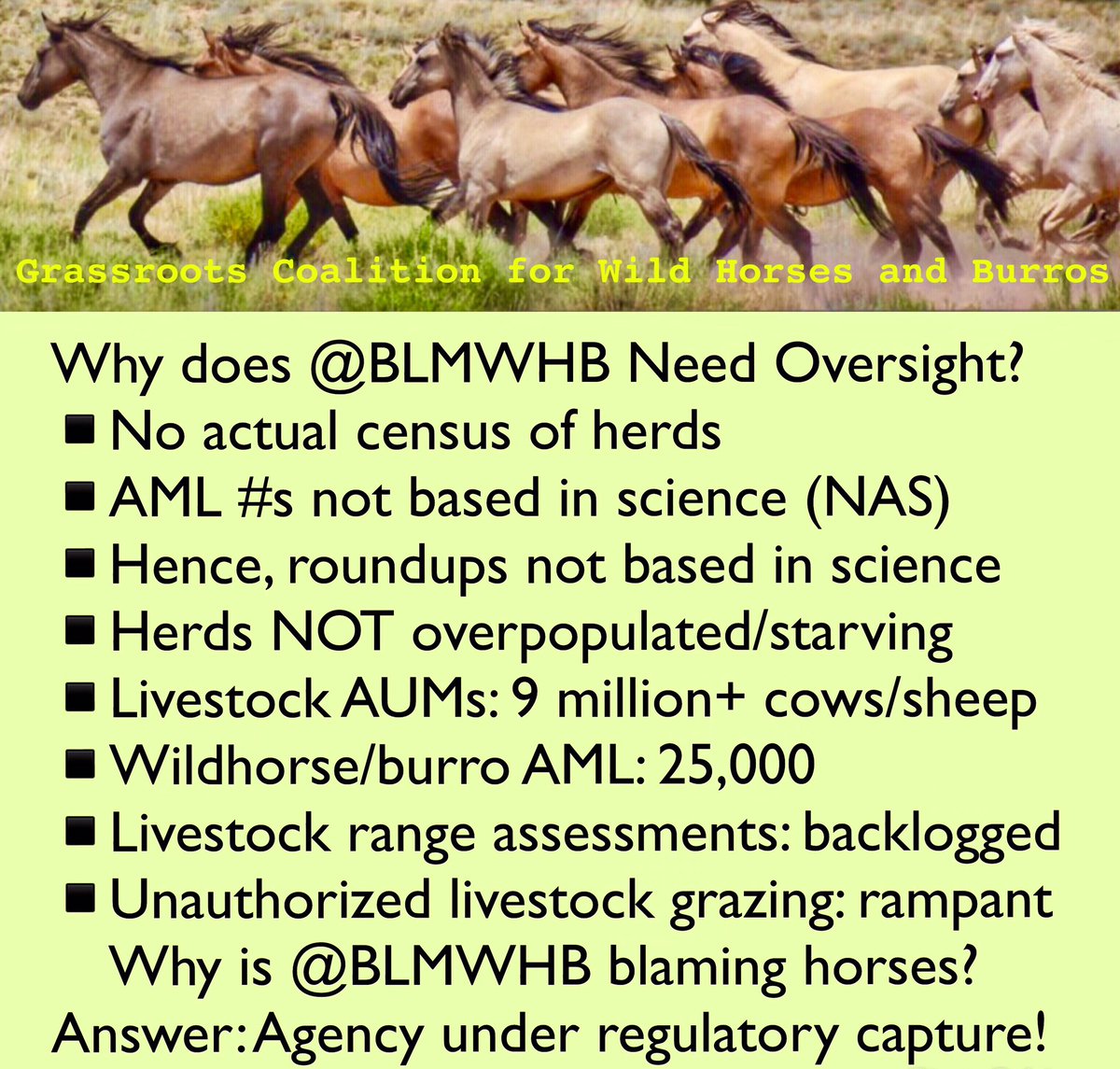 CeciliaCmaida's tweet photo. @EkbMary @BLMWHB @senjudiciary @JudiciaryDems @SenKamalaHarris @CoryBooker @amyklobuchar @SenWarren @MSNBC @MPRnews @WCCO @StarTribune I called my Senators Feinstein &amp; Harris &amp; Rep Tom McClintock today demanding NO PATH FORWARD &amp; wild horses remain on their lands &amp; CEASE &amp; DESIST of round ups! RT HASHTAG!
#CALLREPSFORWILDHORSES 
#SaveWildHorses 
#NoPathForward https://t.co/ieCJKy33QH