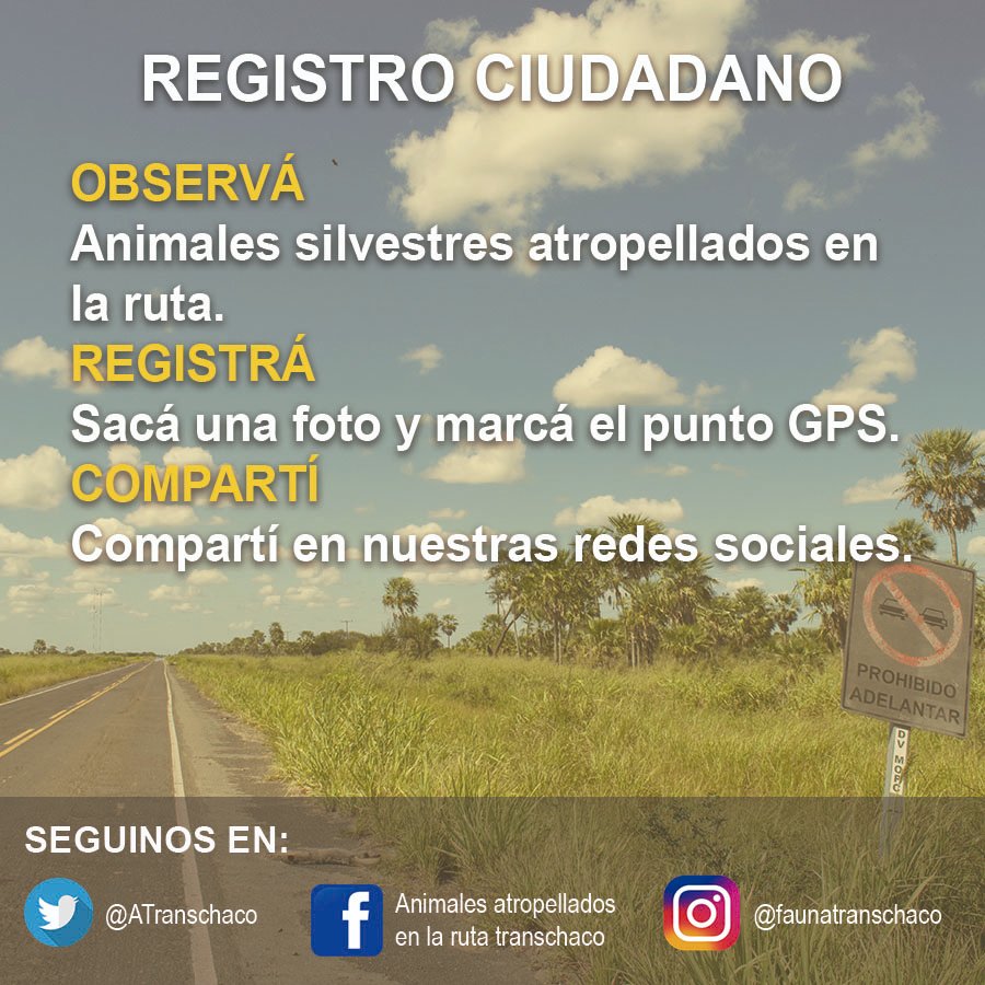 ATranschaco's tweet photo. Para seguir generando información sobre las muertes de fauna en rutas de nuestro país, necesitamos del aporte de todos y todas. Recordá que para identificarlos podes chequear las infografías que subimos. #registrociudadano #faunaatropellada #investigación https://t.co/OrBNPpvicq
