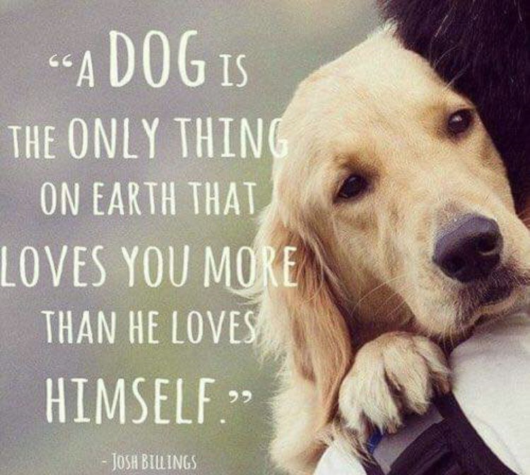 ruff_start's tweet photo. @ProfNoelFitz Thank you for raising awareness.  Would you mind following us and sharing our profile? ❤️🐶 https://t.co/voLk3oCtgC