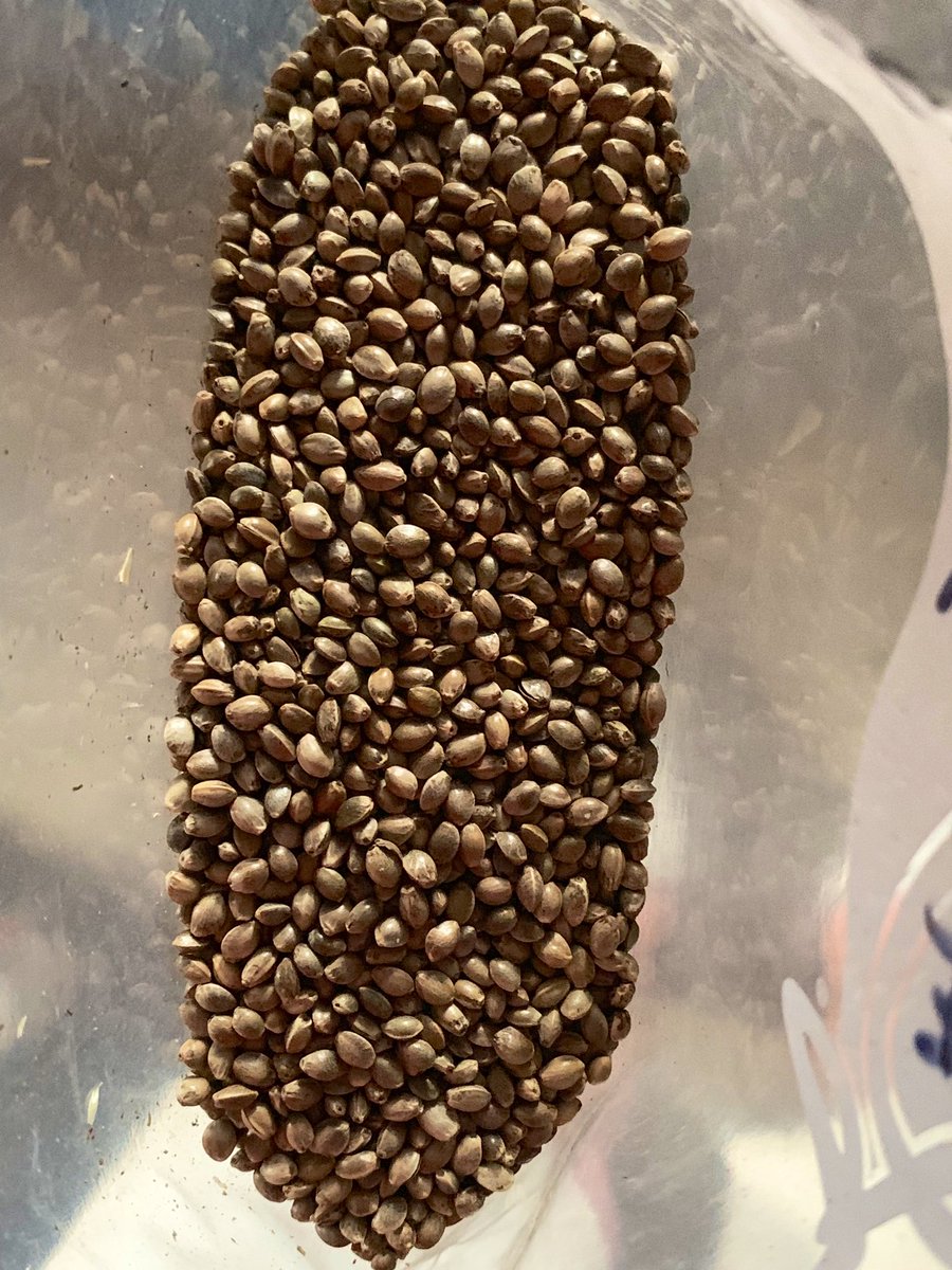 Last stop of the day - Valley Bio in Cobden. With a cultivation license to grow hemp, they are one of the largest hemp growers in Ontario. Harvested as pedigree seed &amp; sold for pedigreed seed production. It’s shipped across Canada and exported to the U.S. &amp; Europe #ofafarmtour