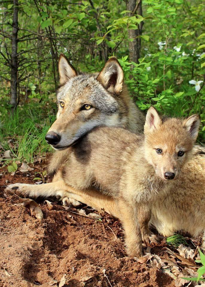 CoquetteEric's tweet photo. @RENARD5149 @cheyenne8304 @denisgueldry @KristelBERINGER @CoralieArtu @Polichinnel3 @besnardkam1 @ArnoldMireille @KibetzVal @DegliEdgarda Bonsoir à toutes et tous prenez soin de vous bisous https://t.co/yLrfhngE5E