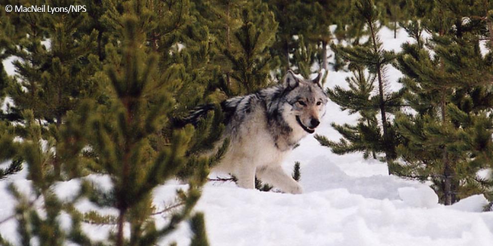 SierraClub's tweet photo. Trump’s Interior Dept just released major cuts to one of the most effective laws in American history: the Endangered Species Act. Tell them to leave our animals and wild spaces ALONE: https://t.co/qsl1EfTIe4 #StopExtinction https://t.co/yQZEvXMEpW
