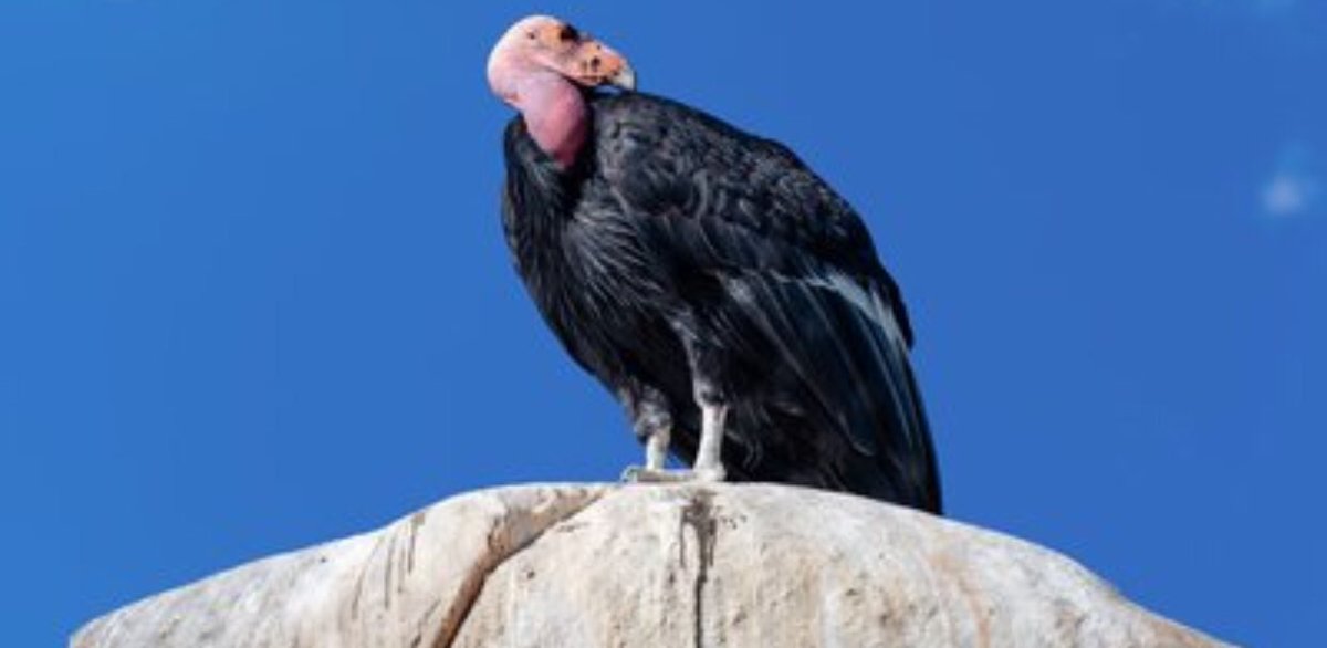 I finally saw a condor in the wild. I was in so much shock that I didn’t get a picture but here’s what it looked like... #foosinthewild #californiacondor #bigbird