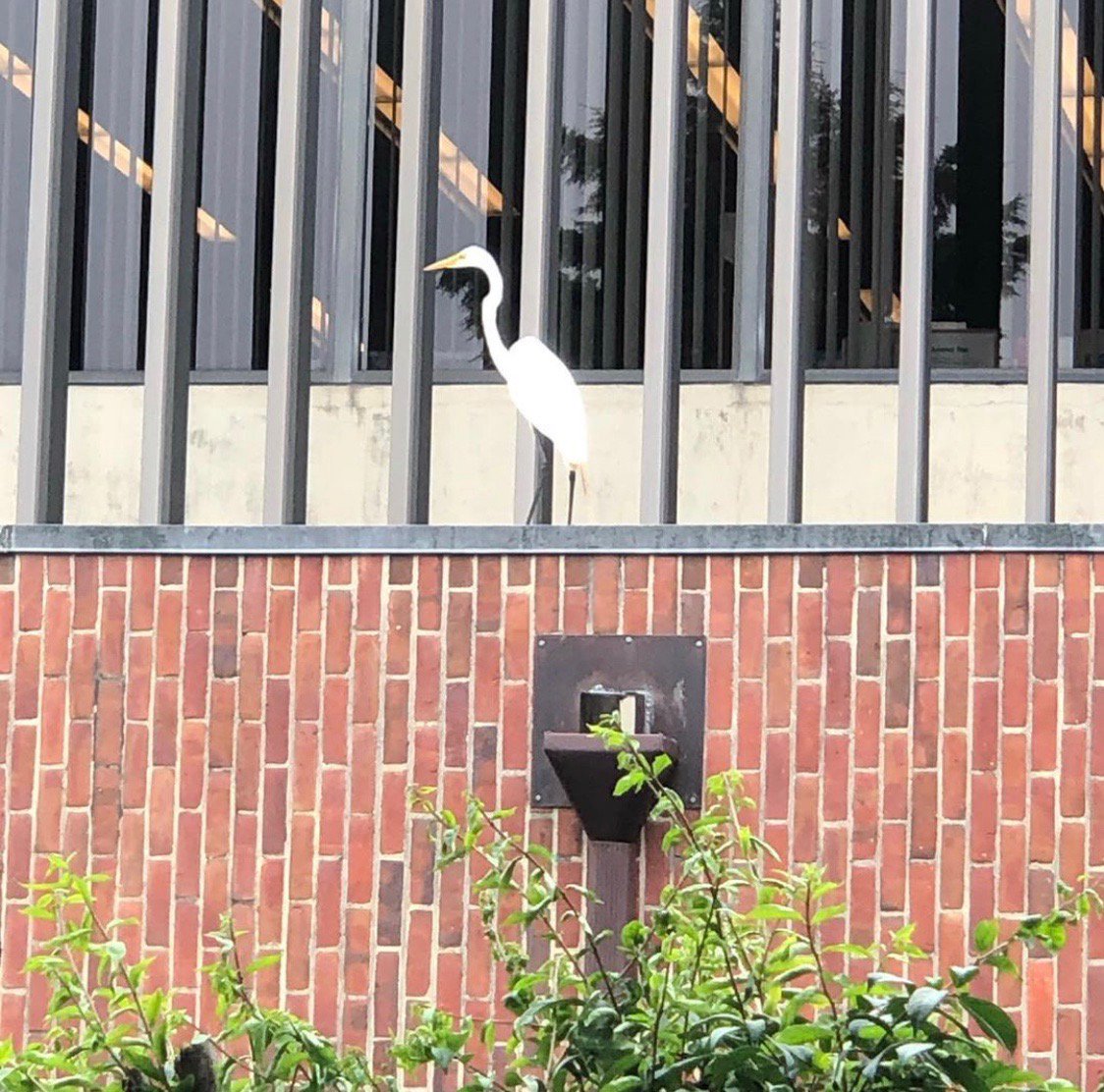 Have you spotted our latest campus visitor? The #AdelphiBunnies are still my favorite, but I love our green campus and all the nature we support. #arboretum #BeautifulAdelphi