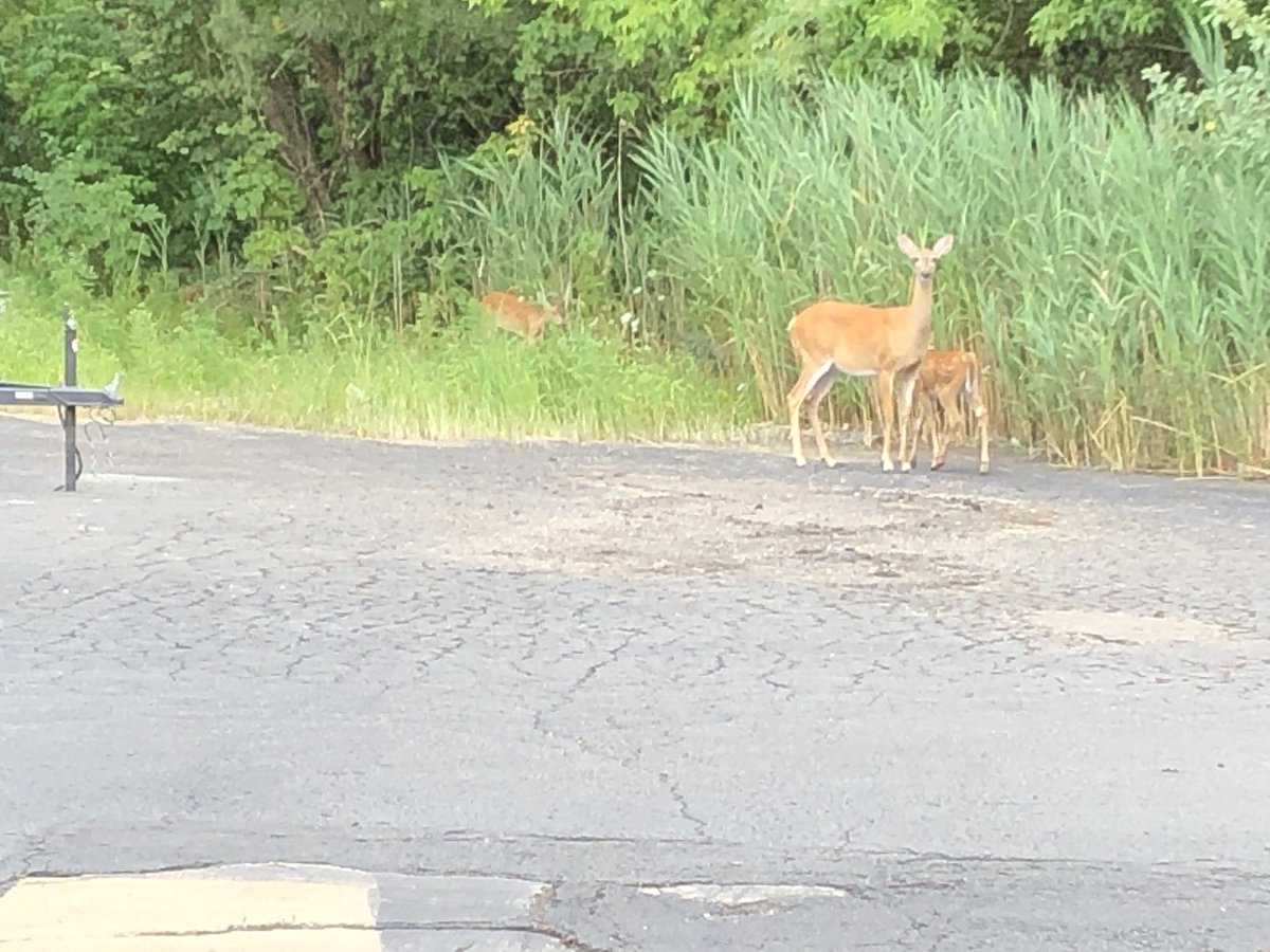 PreemoPhil's tweet photo. Had some wildlife checking out the @FAMSPrinting warehouse today!!! They wanted to live that #preemolife - #warehouseinthewoods #ohdeer #bambi #eatsleepprintrepeat #preemoisntjustforhumans #mittenmade https://t.co/TlwPVwwvcH