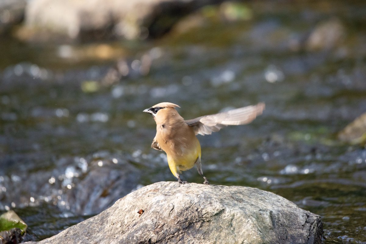 blurry picture of a waxwing dabbing