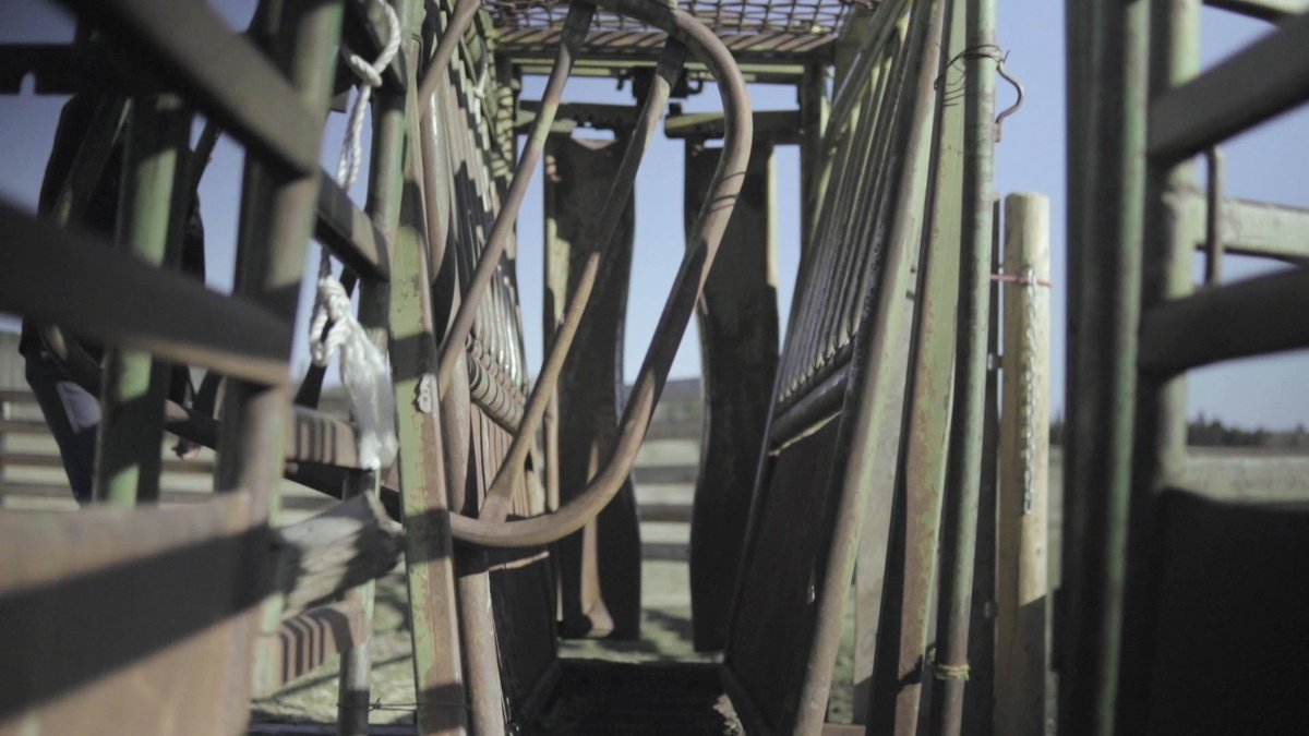 AgSafeBC's tweet photo. You can use the interactive CASA Facility Evaluation online tool to help identify areas where cattle balk, back up, hesitate, or where there is less flow than desired - https://t.co/9JHkCJWIJV #farmsafety #beefcattle #ranching #AgSafetyPartner @planfarmsafety https://t.co/dJ7arvXZsr
