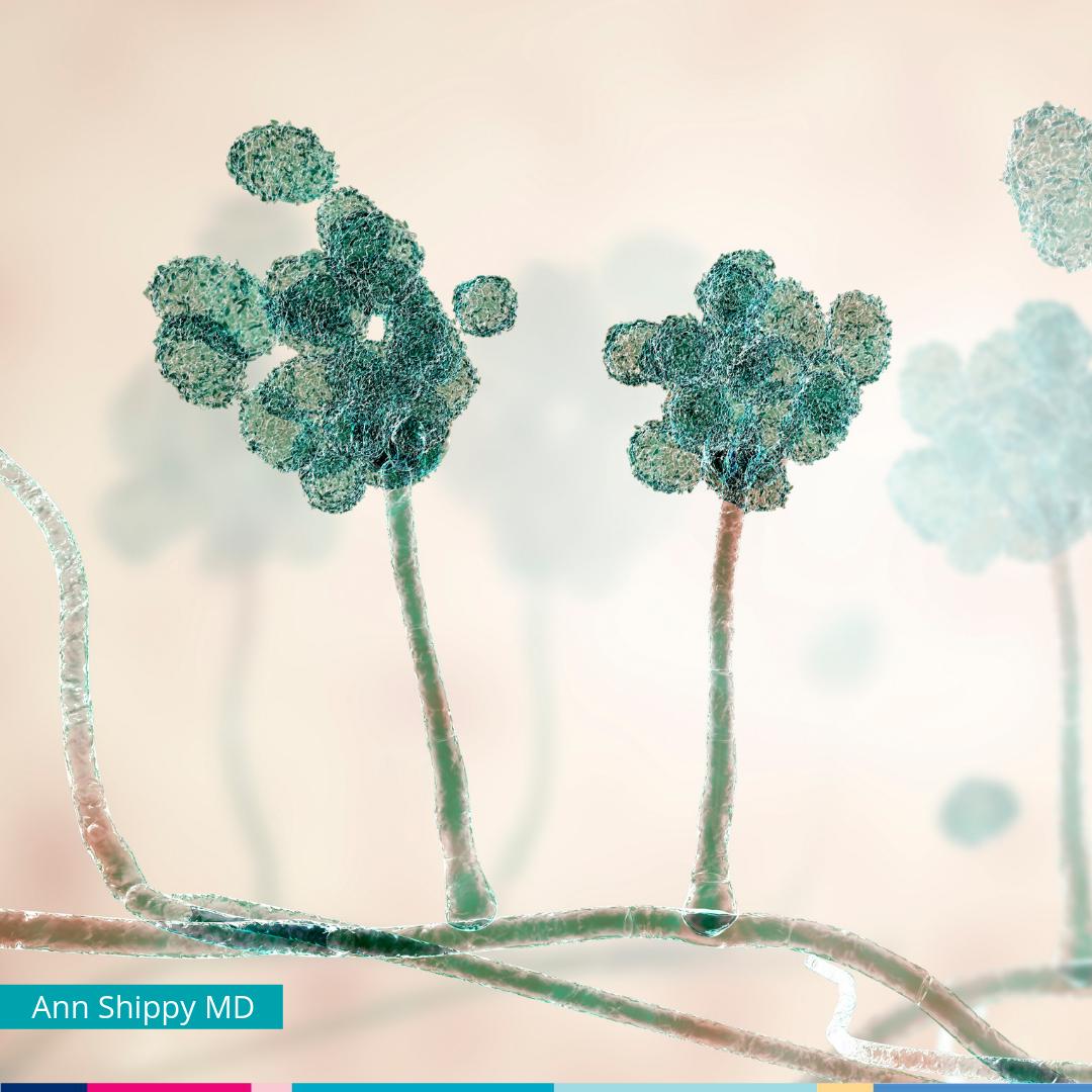 DrEddyClinic's tweet photo. RT @AnnShippyMD: 😷 Sadly, this is not a fanciful painting of trees-- it's #Stachybotrys chartarum. How to detoxify: https://t.co/SDhgCuiodb #moldtoxicity #toxicmold #moldillness #moldremoval #moldremediation #functionalmedicine #fxmedicine #EveryLifeWe… https://t.co/pnhREoaEF3