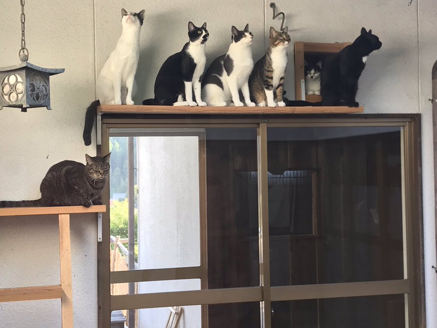 22年版 長野県でおすすめの猫カフェ12選 猫に会えるカフェ3選 猫カフェナビ