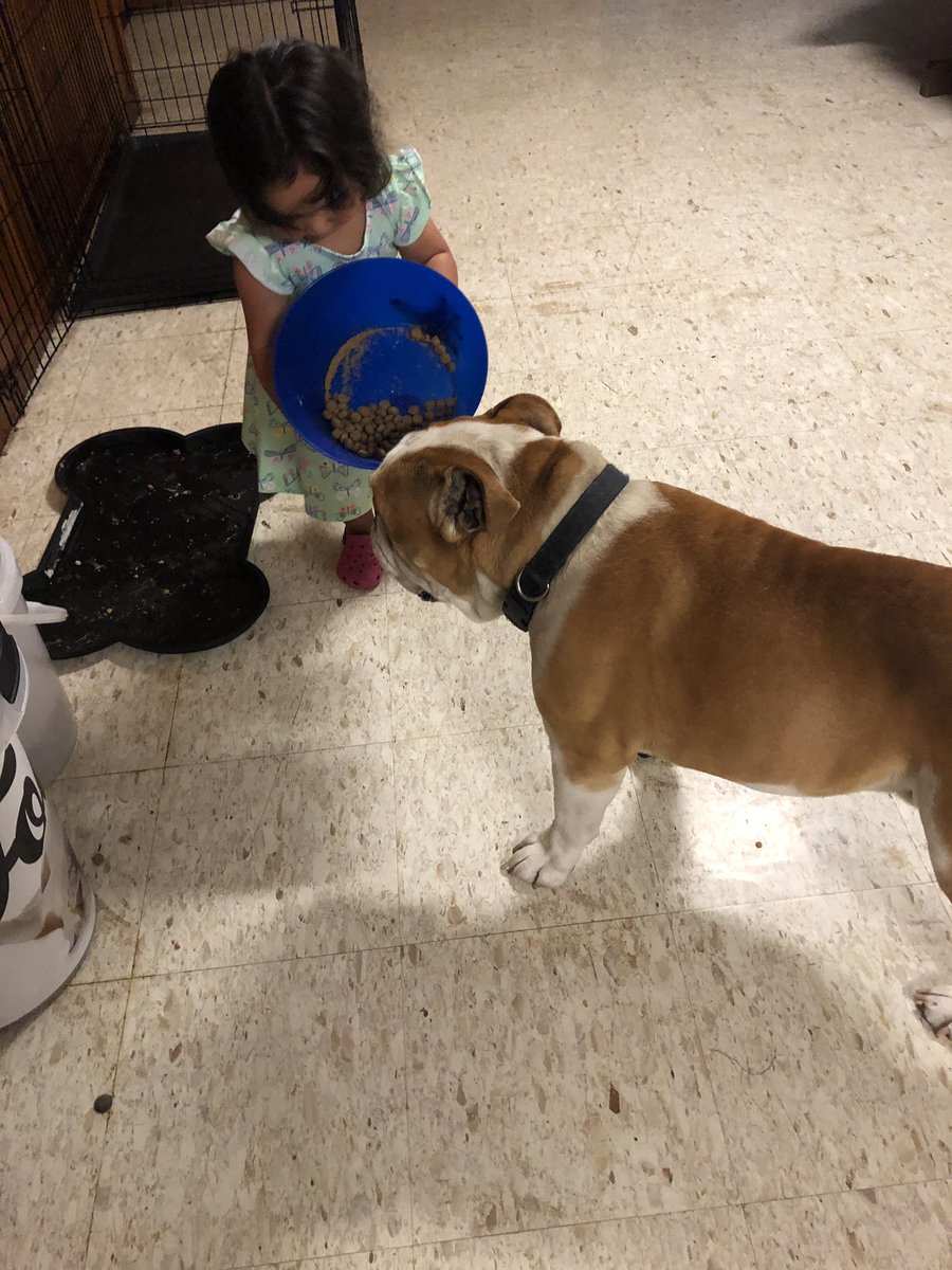 MightyThor617's tweet photo. My sissy making sure I eat every last bit of my food while visiting Grandmas house! #BulldogThor #mightythor #ThorAndMonika #ADogAndHisGirl #BigBrotherThor #LittleSisterMonika https://t.co/SfBDObqsXq
