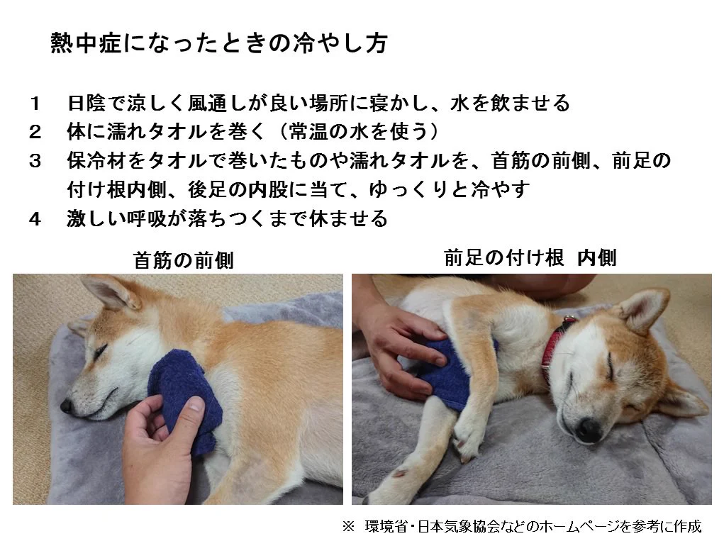 人間だけじゃない！？ペットも熱中症になるので注意！