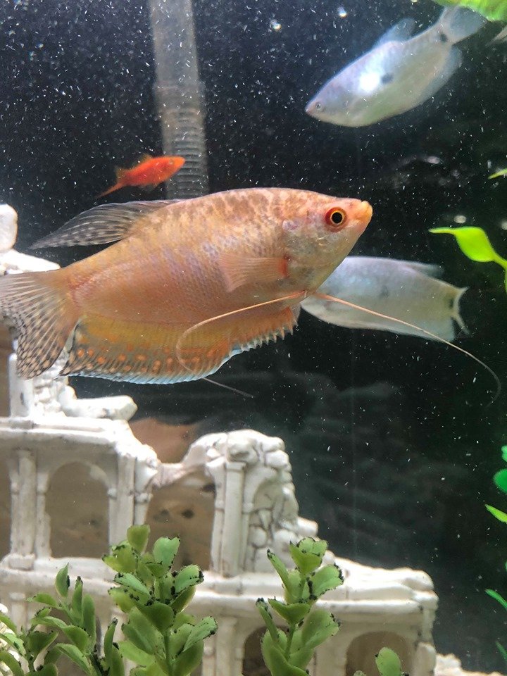 TimMark11882020's tweet photo. Gold gourami feeling so fresh so clean after the water change. #goldgourami #gourami #freshwater #aquarium #personaltank #itsnotahobbyitsalifestyle photo credit @dcountryman20 https://t.co/E4AhQFKVeW