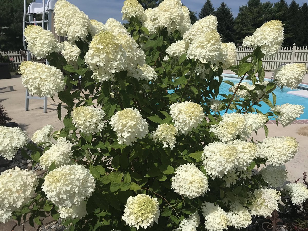 spcropdoc's tweet photo. Blooms abound when NACHURS products and programs are used on ornamentals.  Nurseries, Greenhouse and Truck Farms love the benefits that NACHURS’ technology, quality and performance bring to production! https://t.co/3A1JBq8Pj9