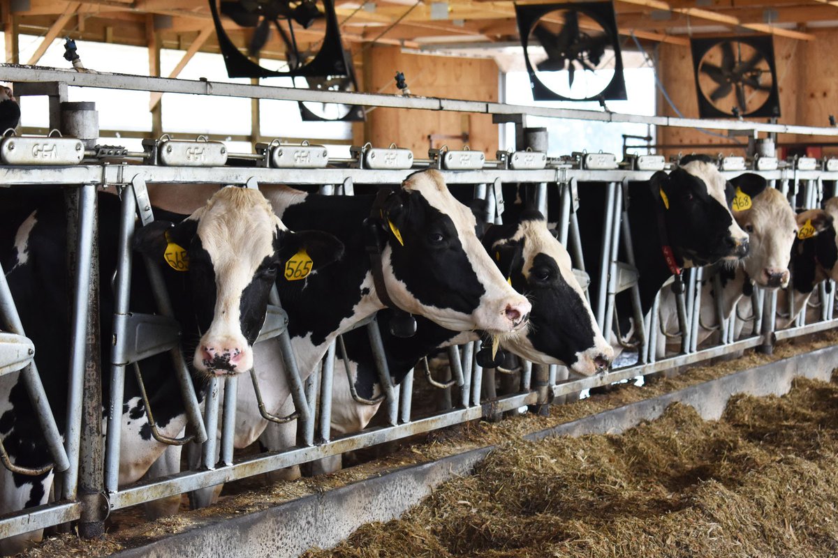 NFNanne's tweet photo. Dairy Field Day highlights farm's recovery after destructive tornadoes: https://t.co/TXxw42r85p https://t.co/tHZiNgw1Gp