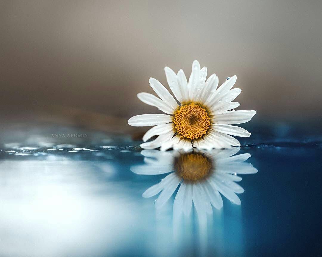 sama_peace's tweet photo. @6uBmUUGx0yOVzuE صباحک بالمسک معطر
صباح السلام والسعادة لقلبک 🌿🌸 https://t.co/thinYEsMgc