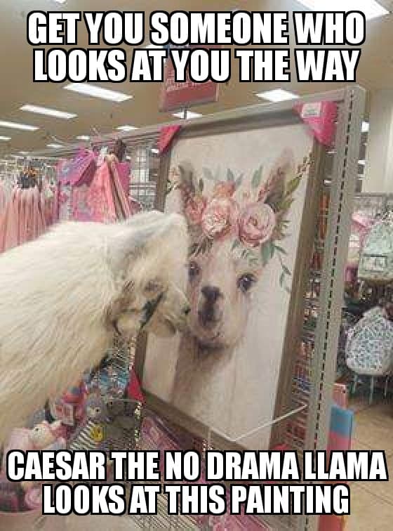 MsArielKnox's tweet photo. .@burlington
#llamallove #couplegoals #imwiththellama #relationshipgoals #CaesarCares https://t.co/xJwm1hYdyK
