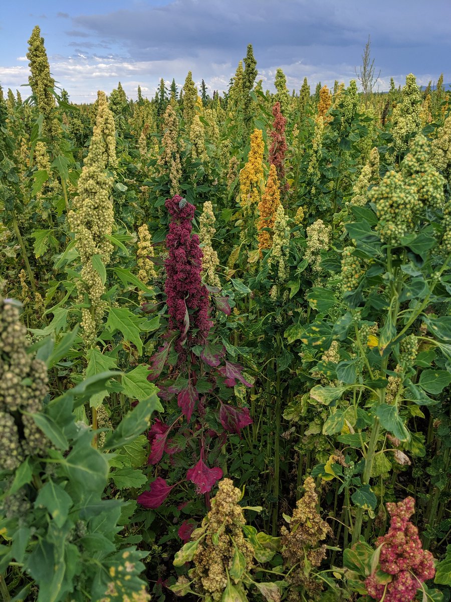 PhenoTYPEstuffs's tweet photo. Learned today that Quinoa is gorgeous--but you don't want to walk in it.... https://t.co/U8xXvL12Cm