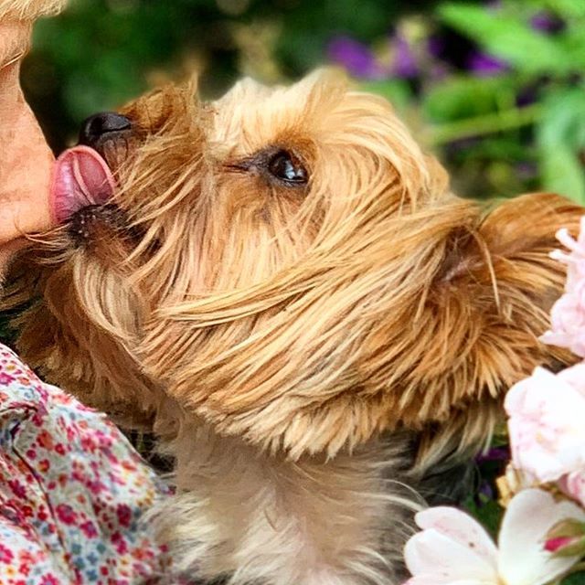 🌸If you hold a little dog when you are picking roses .. expect to get your nose licked😋
.
.
.
.
.
.
#pippettes #bertanddoris #pippettesfarm #biodynamic #medicalherbalist #alldogsmatter #fourroses #organic #demeter #naturalskincare #zerowaste #biodegr… ift.tt/2KvQ8g7