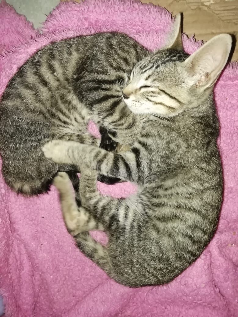 Amori_Minini's tweet image. Bombón y Burbuja en Adopción 🐈
Preciosas Gatitas están #BuscandoUnaCasita donde tengan #MuchoAmor &amp;amp; #Croquetitas 🐽
Mayores informes vía Inbox o WhatsApp al 44.42.30.41.69 🐱
#PorqueAdoptarEsAmar 💜
#TotalmenteAmoriMinini 🦄🌈