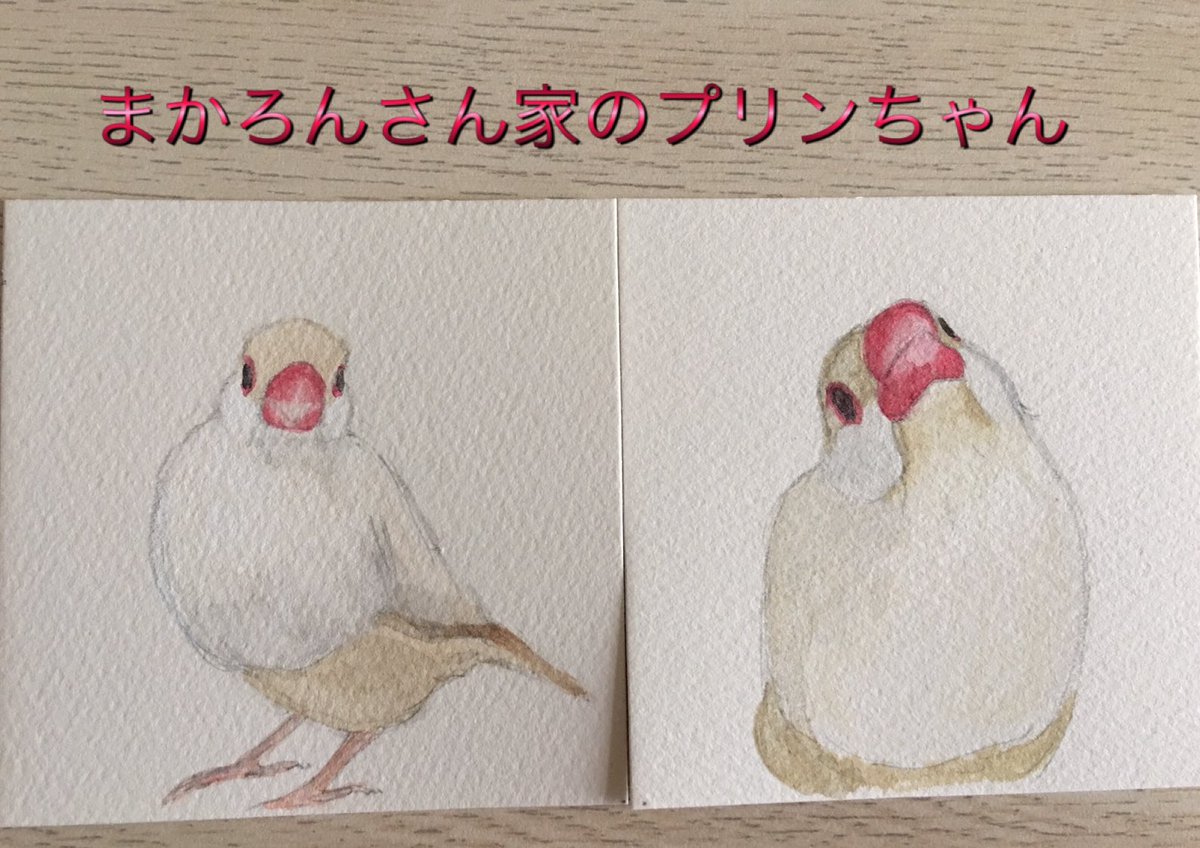 Twoucan 文鳥イラスト の注目ツイート イラスト マンガ コスプレ モデル Twoucan 文鳥イラスト の注目ツイート イラスト マンガ コスプレ モデル