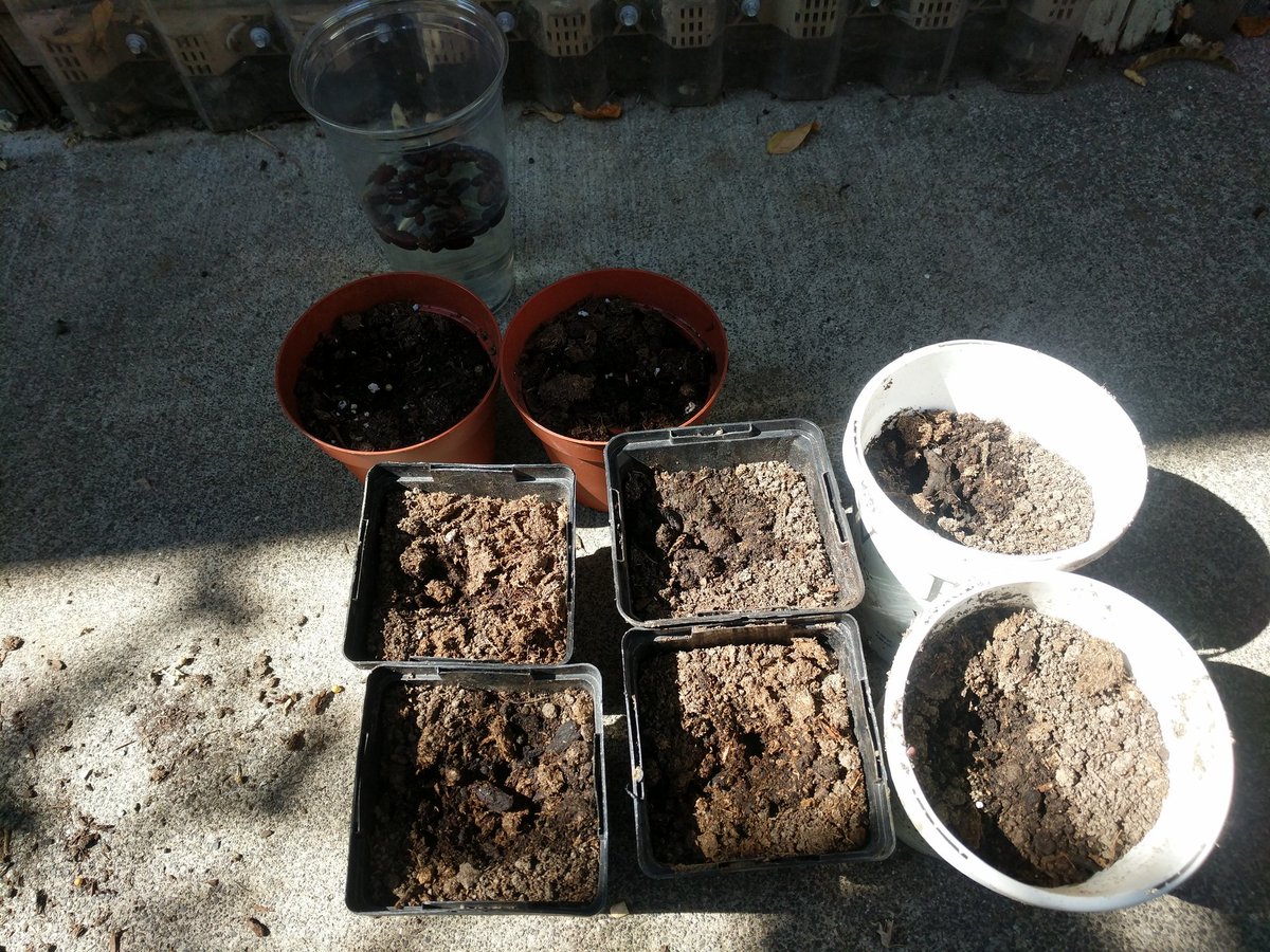 awnryrogue's tweet photo. #Wisteria planting from seed https://t.co/AroFF5mN8B
