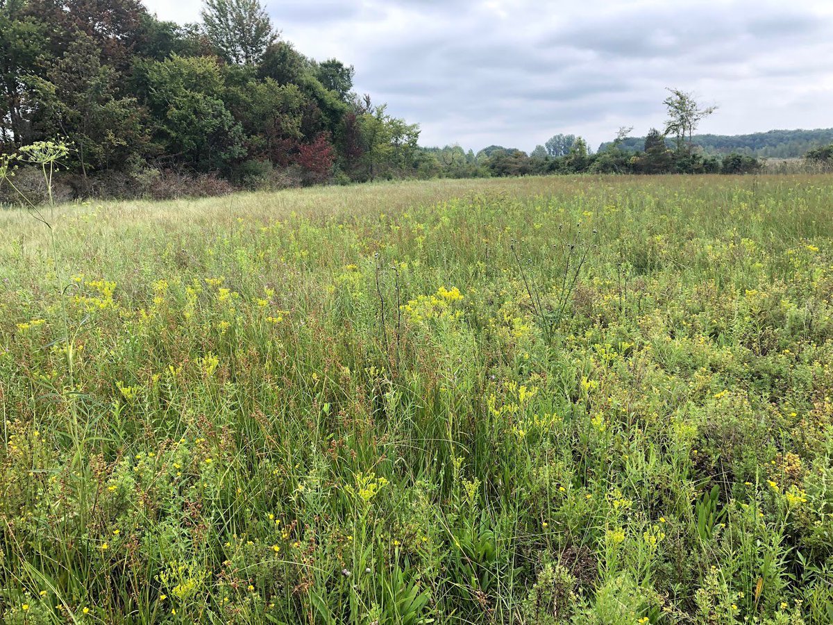 Nonprofit land trusts are integral to saving our beautiful natural areas and associated wildlife. This amazing site was recently donated and happened to contain many rare plants and animals. #massasauga #landtrust #sistruruscatenatus #indianawildlife
