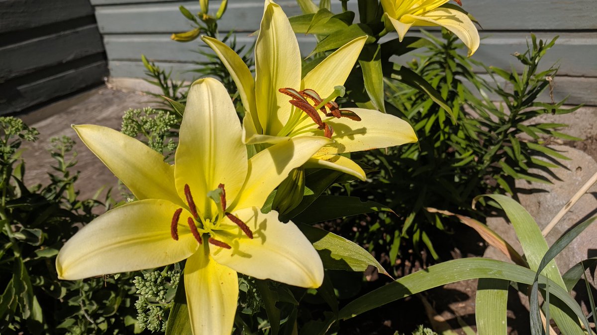 awnryrogue's tweet photo. #Lilly  blooms 💐 https://t.co/mc8SOrxC6E