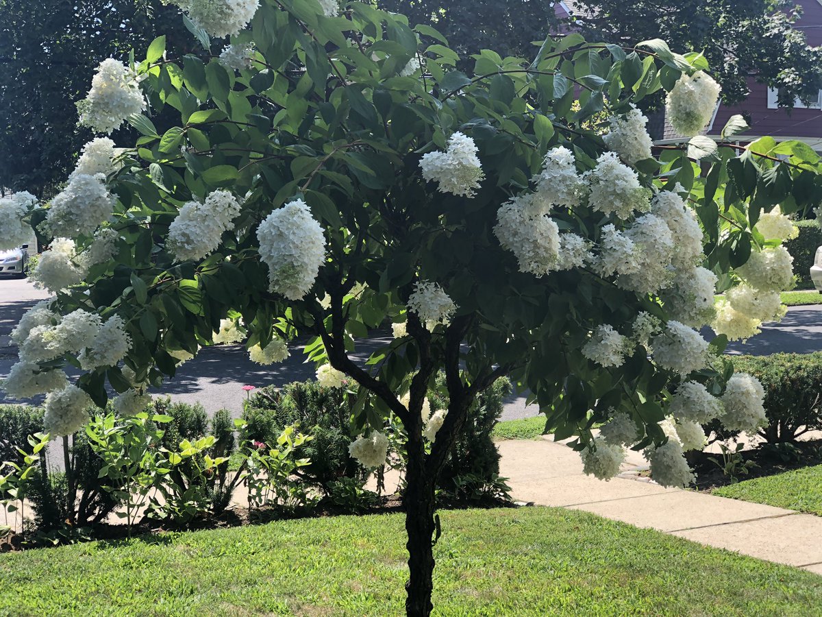 nandoarts2's tweet photo. @WestchesterMag @BHG @gardenandgun @Botanygeek @flowerbeauty @TheFlowerWorld @flowermagazine @gardenmaking @ItalianGardenKL #garden #flower #hydrangea #pumpkin #green #donkey #lawnjockey #lawncare https://t.co/l84qqVGFnN