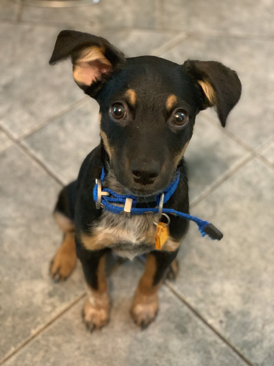 HomewardTrails's tweet photo. Adopt Chance! He’s a 3 month old, 10 lb, Heeler mix looking for his furever home. Chance is playful, goofy, cuddly, and adorable - how can you resist? Apply for him online today! https://t.co/9L2E6EuUGN https://t.co/llSt3ORzf8