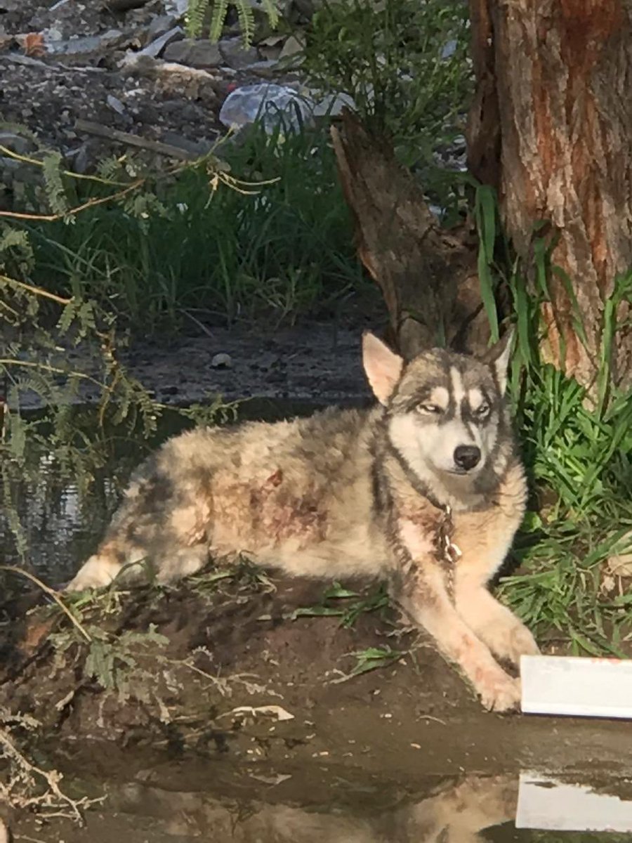 Kristialvarez's tweet photo. Amigos me comenta una amiga que en Corregidora, en prolongación Amsterdam, se encuentra este hermoso perrito, al parecer está muy lastimado y tienen miedo de acercarse para rescatarlo. https://t.co/9EV6Ustqce
