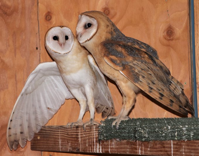 Barn Owl male and female