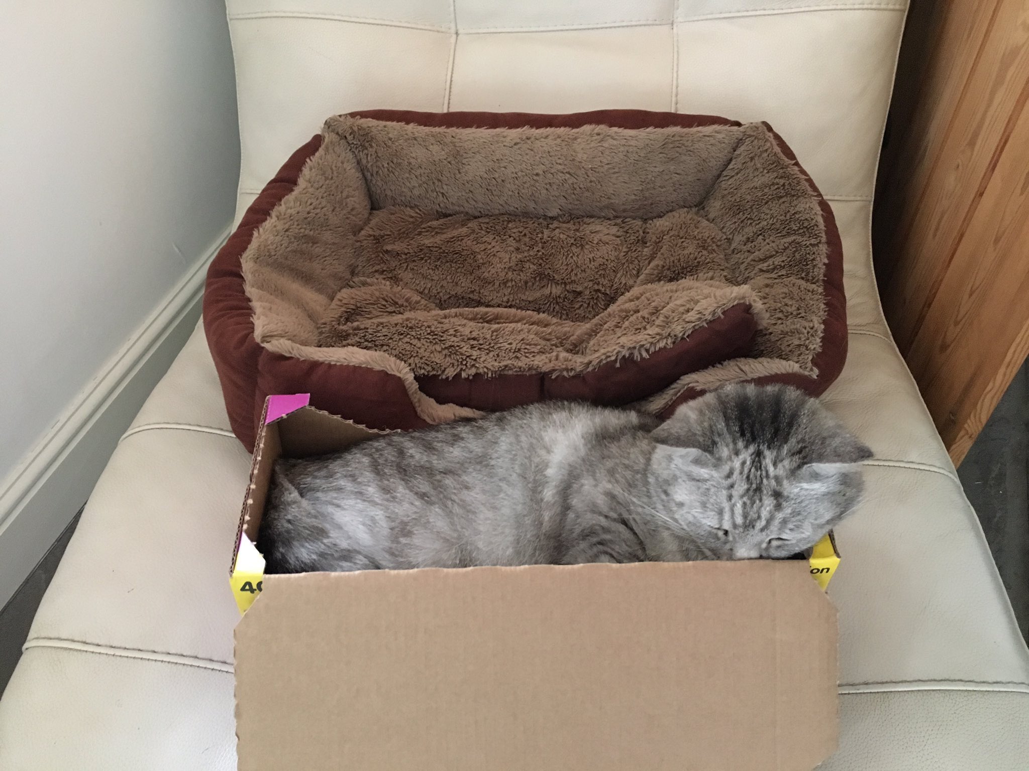 Cat bed out of cardboard cheap box