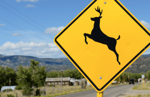 RockiesProject's tweet photo. Lawmakers seek safe passage on highways for wildlife, drivers https://t.co/OLswYeFN0m https://t.co/u0eHJrLkwB