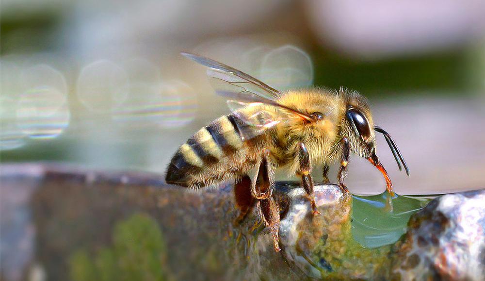 shop новогодние рецепты