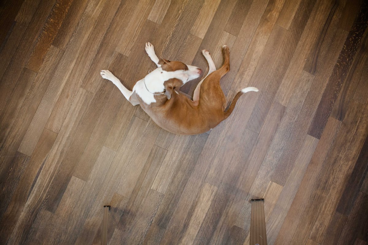 Nydree Flooring On Twitter One Day Late For Nationaldogday But