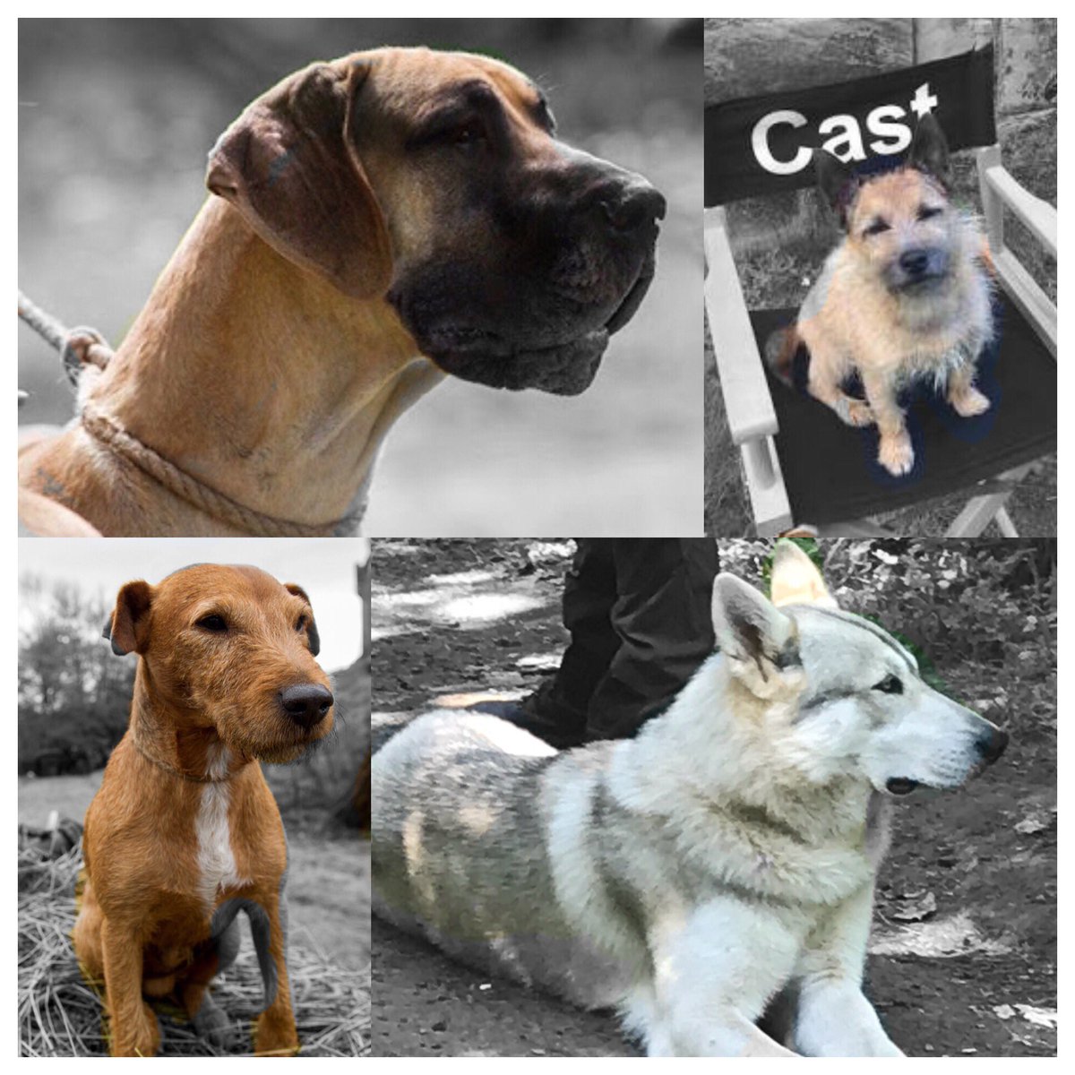 AndreePoppleton's tweet photo. #InternationalDogDay2019 the dogs of #Outlander ๐๐ถ Bran, Lucas, Bouton & Rollo #bigdogs #littledogs #outlandishdogs #healingdogs #adventuredogs #farmdogs #companiondogs โค๏ธโค๏ธโค๏ธโค๏ธ #outlandishdogs https://t.co/3FOCKl5SRv