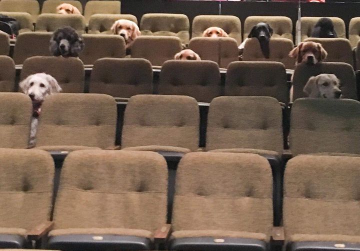 A group of service dogs in training recently attended the musical, “Billy Elliot” to practice what it would be like when their future owners took them to the theater. I love this photo so much. 

(photos via @stratfordfestival)

**tag a friend who needs a reason to smile today!**