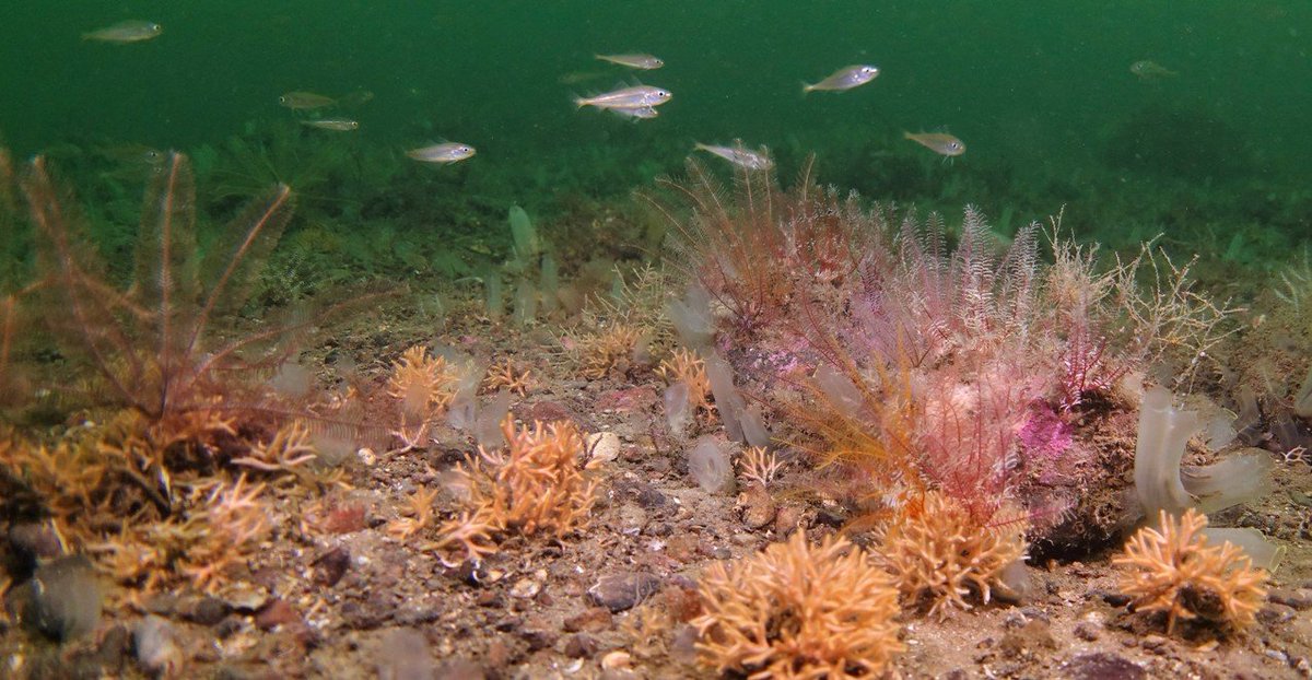 TheIncominTides's tweet photo. We were delighted to host Richard and his team from @DefraGovUK to discuss HPMAs (NTZ) how they can help both marine diversity to recover inside them with spillover effects that help fisheries. #biodiversity #CommunitiesForMPAs https://t.co/zCPclCcrt6