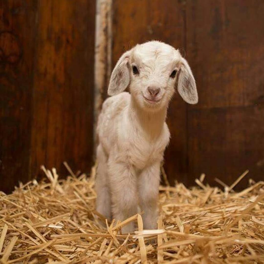 pet_monkey's tweet image. Is this goat smiling?! 🤣

Trying to stay positive after the long weekend 😁

📸@daily_g0at